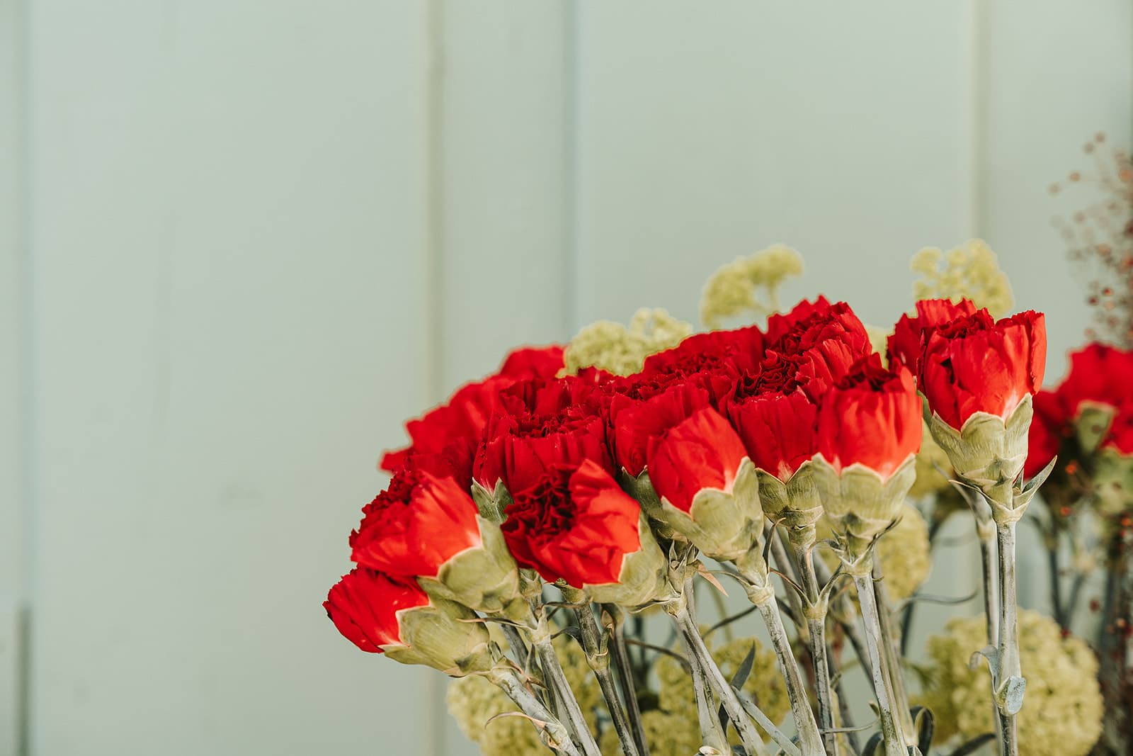 Bouquet d’œillets rouges