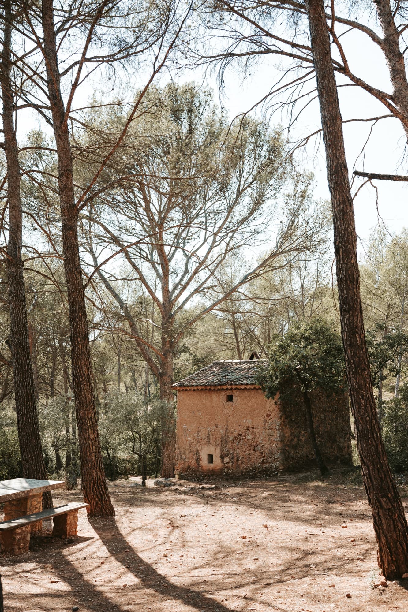 Pin parasol dans un paysage de Provence
